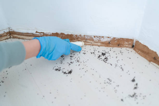 Best Local Pest Control Services  in Woodlands, CA